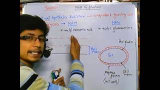 Penicillin mode of action cell wall biosynthesis inhibitors [upl. by Beverley259]