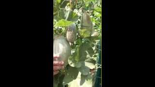 Growing Cantaloupe Vertical  Vertically on a Trellis [upl. by Stoddart]