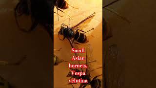 VESPA VELUTINA SMALL ASIAN HORNET DANGEROUS INVASIVE SPECIES Vespidae Wasps [upl. by Cleopatre]