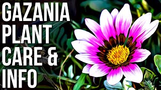 Gazania Info And Care  How To Take Care Of Gazania African Daisy Plant [upl. by Nahgen709]