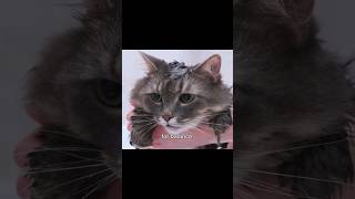 Unbelievable Cat Facts  Decoding Felines  Cool Facts  V10EP08  shorts cat cats catlover [upl. by Yllod856]