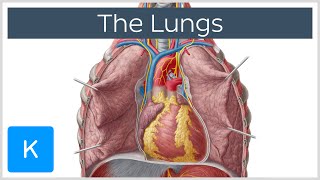 Respiratory system introduction and Overview [upl. by Bonns]