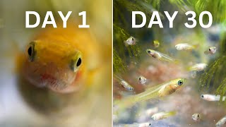 How Easy is Guppy Breeding  30 Day Experiment [upl. by Akemal]