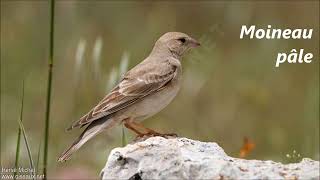 Oiseaux dEurope Le Milan à bec jaune au Moucherolle vert [upl. by Lazor656]