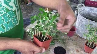 How To Plant Vitex Parviflora or Tugas Cuttings [upl. by Akirehc379]