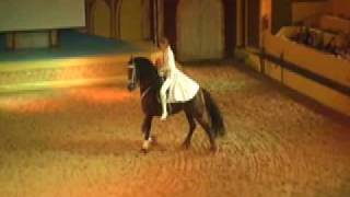 Dancing Horse Rare Red Friesian Auburn CA [upl. by Eissel]