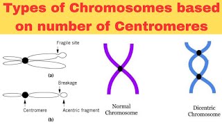 Types of Chromosomes based on number of Centromeres in UrduHindiAcrocentricMonocentric Dicentric [upl. by Atterol752]