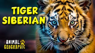 Siberian Tiger  The Worlds Most Dangerous Predator  Siberian tiger life  Animal Geographic [upl. by Sivrep]