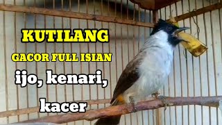 suara burung KUTILANG GACOR FULL ISIAN  kacer kenari ijo ampuh buat masteran [upl. by Ramsey]