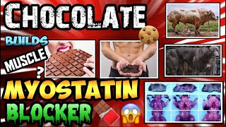 CHOCOLATE IS ANABOLIC  BLOCK MYOSTATIN amp INCREASE FOLLISTATIN W EPICATECHIN 🧬🐂MYOSTATIN MONDAY🧬🐂 [upl. by Hermia]