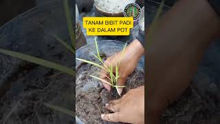 2 TANAM PADI DALAM POT amp PENGENDALIAN HAMA PENYAKIT TANAMAN shorts shortsfeed tanampadi [upl. by Gillette]