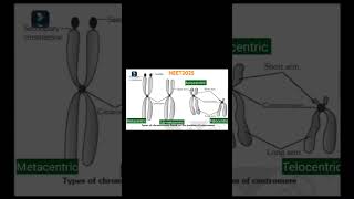 Metacentric  SubMetacentric  Acrocentric  Telocentric  Centromere [upl. by Nahtanohj410]