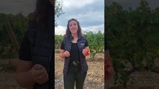 En direct du vignoble PyrénéesRoussillon le 20 septembre 2024 [upl. by Licha303]