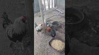 Fermentation mix for poultry 🙂 [upl. by Atal516]