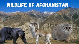 Wildlife Of Afghanistan  Afghan Wildlife [upl. by Amaryllis]