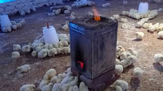 4rth day poultry management amp brooding system [upl. by Acimehs223]