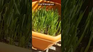 Wheat Grass🌾Juice  ज्वार का जूस shorts trending viralvideo juice wheat [upl. by Melloney]