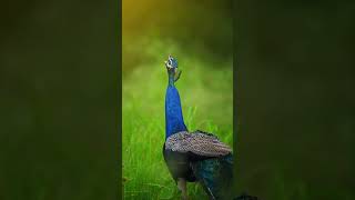 Ranthambore National park Rajasthan trending youtubeshorts shortvideo shorts shortsfeed [upl. by Ydnab119]