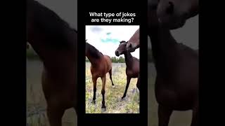 Follow for more inspirations ☺️ funnyanimals funnyvideo horses [upl. by Ttegdirb969]