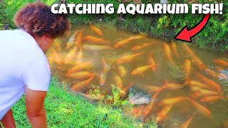 Catching RARE Aquarium FISH From CREEK [upl. by Anamuj]