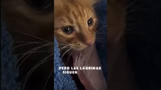 Las Lagrimas de Este Gato Rompen Corazones 😿❤️ [upl. by Ez]