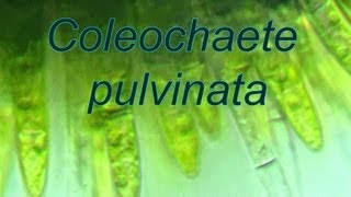 Coleochaete pulvinata [upl. by Annelise]