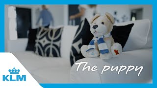 The puppy  KLM Private Boarding [upl. by Adiol]