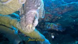 A Magnificent Giant Frog Fish Is YawningIn Moalboal Cebu Philippines 🇵🇭 [upl. by Keri62]