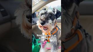 Cute Schnauzer realizes he’s at the dog park [upl. by Aonian]