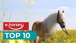 Top 10 Haflinger Horses [upl. by Mcgrath]