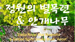 나무 이야기2 별목련Stella Royal Star Magnolia amp 안개나무Golden Spirit Smoke Bush [upl. by Maddocks]