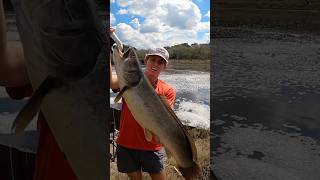 I caught a GIANT mudfish in this Spillway fishing spillwayfishing reels sportfishing giant [upl. by Kurland514]