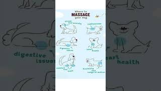 How to Massage Your Dog for Better Health and Happiness 🐶💆‍♂️ [upl. by Ikram381]