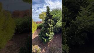 Thuja occidentalis ‘IslPrim’ Primo Dwarf Arborvitae iselinursery5169 by hohofarms conifers [upl. by Kaczer]