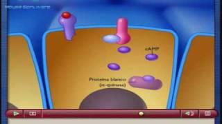Segundos mensajeros AMPc [upl. by Ri]