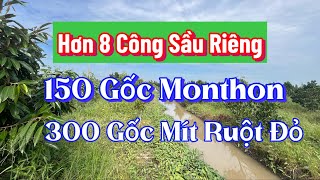 Hơn 8 Công Sầu Riêng Monthong  Đối Diện Lộ Nhựa Ở Thới Lai Cần Thơ [upl. by Ervin]