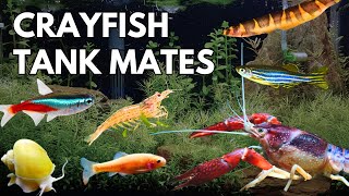 10 BEST Crayfish Tank Mates  Crayfish Compatible Fish [upl. by Itirahc780]