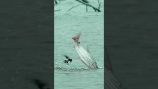 African Tiger Fish Hunts Birds 😱 [upl. by Teirtza]