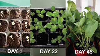 How to grow Rocket Salad in just 45 days [upl. by Okikuy]