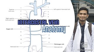 Intercostal vein [upl. by Tallbott]