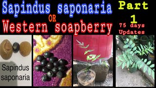 Part 1  Best time to grow sapindus saponaria  western soapberry from seed  Pak Gardening plus [upl. by Faulkner]