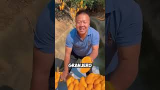 Estos son los mangos más hermosos que podrás ver mango frutas short [upl. by Egidio566]