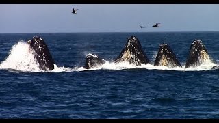 Whale Watching on the Monterey Bay [upl. by Atinauj]