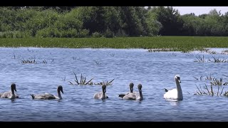 Mute Swan Family with 5 Cygnets on a Lake  Birdwatching  Nature Relaxation [upl. by Nemracledairam]