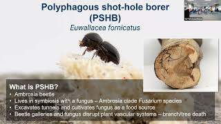 Polyphagous shothole borer in Western Australia – emergency response at the urban interface [upl. by Ennahtur]