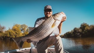 How To Catch Striped Bass [upl. by Ainer]