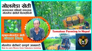 गोलभेंडा खेतीमा रमाउदै र सोचेको भन्दा बढि कमाउदै गोपाल लिम्बु l l Tomatoes Farming in Nepal l l [upl. by Christophe230]