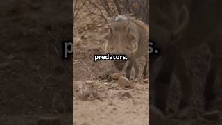 The warthog V16 VS the Cheetah runner  Watch and sub🔔 for more …Ai wildlife facts animals [upl. by Dumond309]