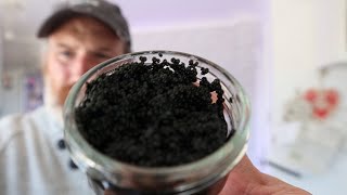 The Cheapest Caviar in the World [upl. by Blain505]