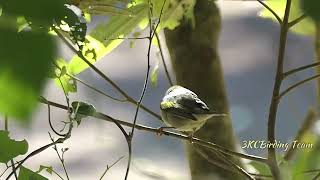 Goldenwinged Warbler Eating a Caterpillar  Birds of Costa Rica birds wildlife nature [upl. by Em]